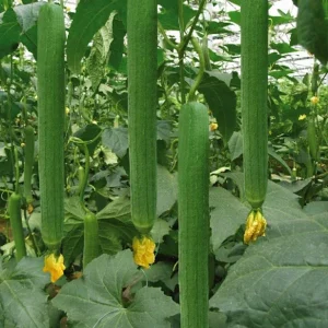 Organic Luffa Gourd Seeds - Loofah Sponge Seeds - Non-GMO Vegetable Seeds for Outdoor Growing - Image 1
