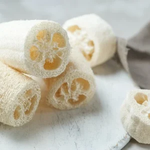 Organic Luffa Gourd Seeds - Loofah Sponge Seeds - Non-GMO Vegetable Seeds for Outdoor Growing - Image 4