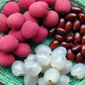 Organic Lychee Live Plant - Sweet Tropical Edible Fruit Tree - 1 Live Plant - Image 5