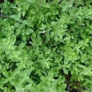 Organic Marjoram Live Plant - Sweet Marjoram in 4 inch Pot - Herb - Image 2