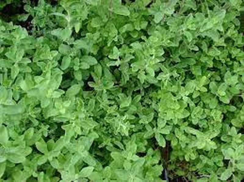 Organic Marjoram Live Plant - Sweet Marjoram in 4 inch Pot - Herb - Image 2