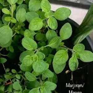 Organic Marjoram Live Plant - Sweet Marjoram in 4 inch Pot - Herb - Image 3