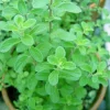 Organic Marjoram Live Plant - Sweet Marjoram in 4 inch Pot - Herb - Image 1
