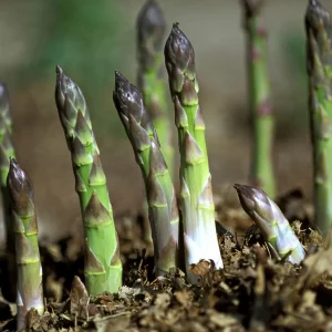 Organic Mary Washington Asparagus Seeds - 100+ Count - Vegetable Garden - Image 3
