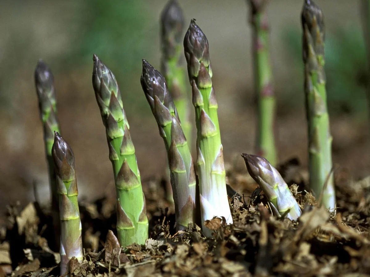 Organic Mary Washington Asparagus Seeds - 100+ Count - Vegetable Garden - Image 1