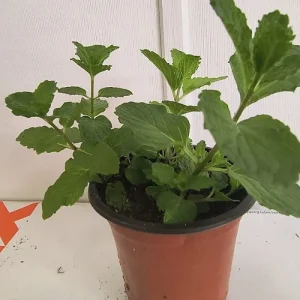 Organic Mint Live Plant – 6-10 Inch Tall – Aromatic Herb in Pots - Image 2