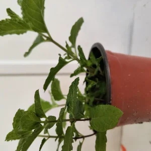Organic Mint Live Plant – 6-10 Inch Tall – Aromatic Herb in Pots - Image 3