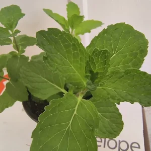 Organic Mint Live Plant – 6-10 Inch Tall – Aromatic Herb in Pots - Image 4