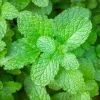 Organic Mint Live Plant – 6-10 Inch Tall – Aromatic Herb in Pots - Image 1