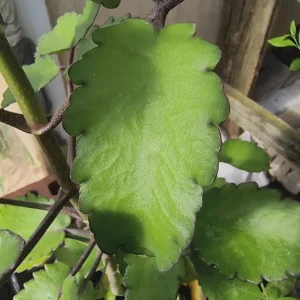 Organic Miracle Leaf Live Plant - Kalanchoe Pinnata - Potted Houseplant - Image 3