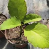 Organic Miracle Leaf Live Plant - Kalanchoe Pinnata - Potted Houseplant - Image 1