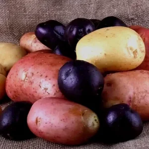Organic Mixed Potato Seed Potatoes - 1 Pound Purple Red Yukon Russet Blend - Image 4