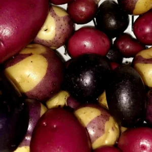 Organic Mixed Potato Seed Potatoes - 1 Pound Purple Red Yukon Russet Blend - Image 5