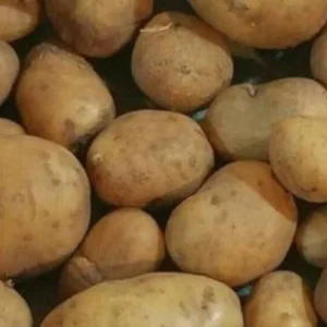 Organic Mixed Potato Seed Potatoes - 1 Pound Purple Red Yukon Russet Blend - Image 6