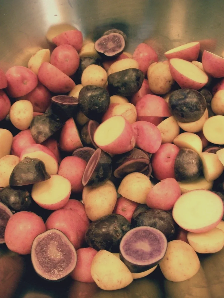 Organic Mixed Potato Tubers for Planting - 2 lbs Purple, Red, Yukon Gold, Russet - Image 10