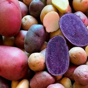 Organic Mixed Potato Tubers for Planting - 2 lbs Purple, Red, Yukon Gold, Russet - Image 3