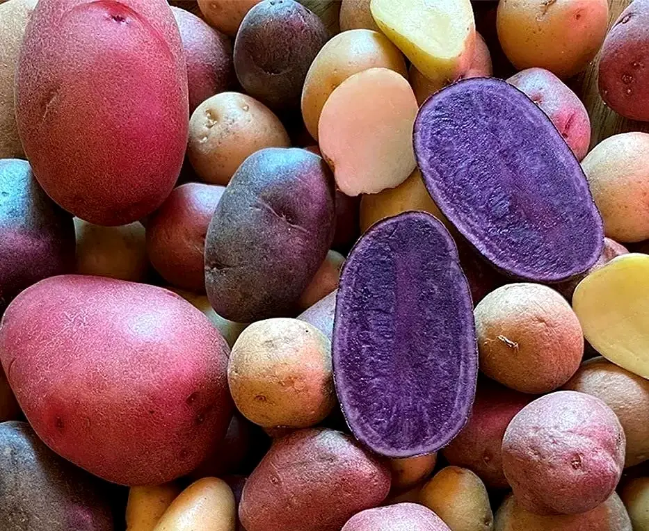 Organic Mixed Potato Tubers for Planting - 2 lbs Purple, Red, Yukon Gold, Russet - Image 3