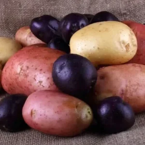 Organic Mixed Potato Tubers for Planting - 2 lbs Purple, Red, Yukon Gold, Russet - Image 6