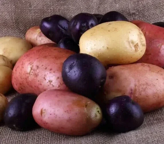 Organic Mixed Potato Tubers for Planting - 2 lbs Purple, Red, Yukon Gold, Russet - Image 6