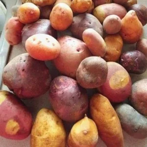 Organic Mixed Potato Tubers for Planting - 2 lbs Purple, Red, Yukon Gold, Russet - Image 7