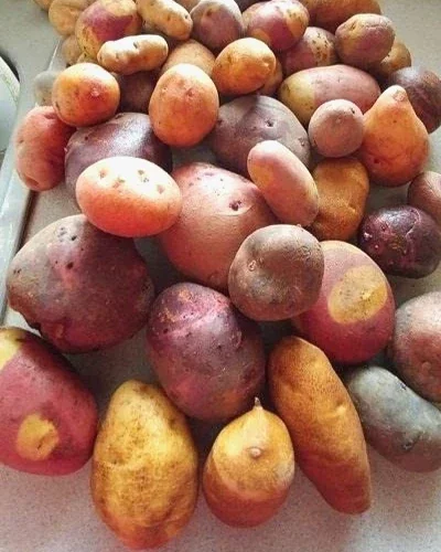 Organic Mixed Potato Tubers for Planting - 2 lbs Purple, Red, Yukon Gold, Russet - Image 7