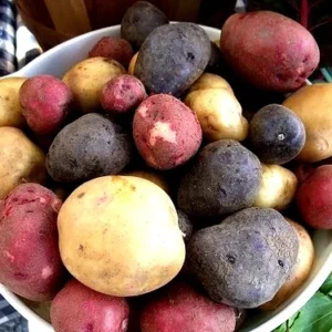 Organic Mixed Potato Tubers for Planting - 2 lbs Purple, Red, Yukon Gold, Russet - Image 8