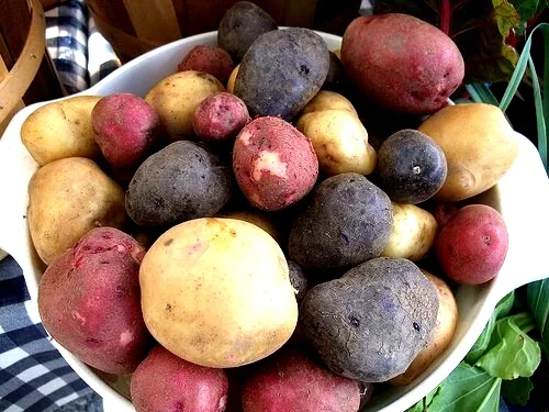 Organic Mixed Potato Tubers for Planting - 2 lbs Purple, Red, Yukon Gold, Russet - Image 8