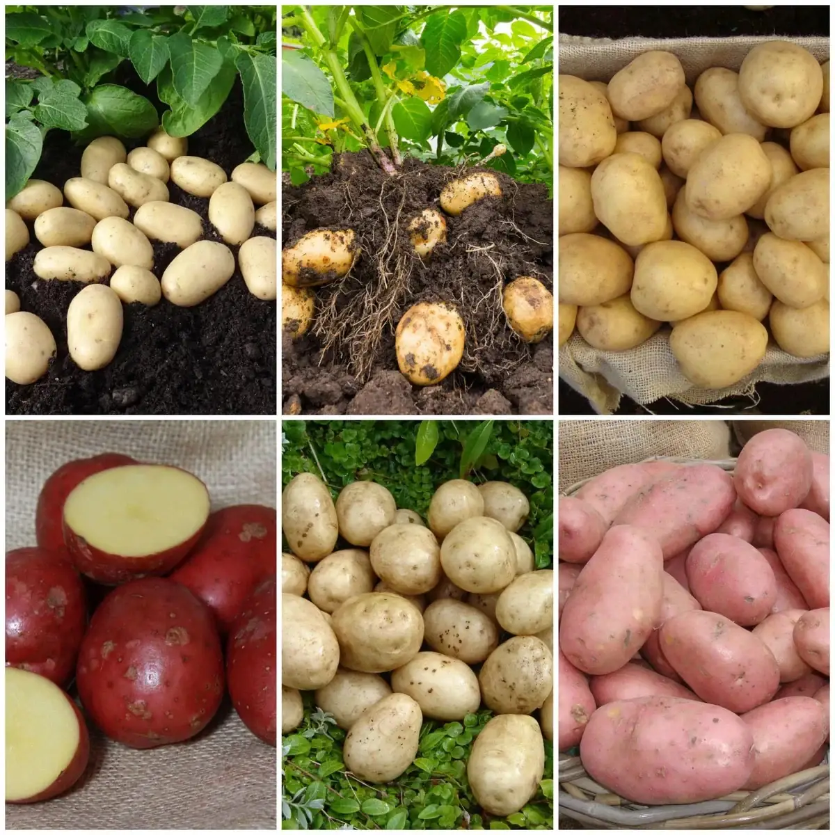 Organic Mixed Potato Tubers for Planting - 2 lbs Purple, Red, Yukon Gold, Russet - Image 9