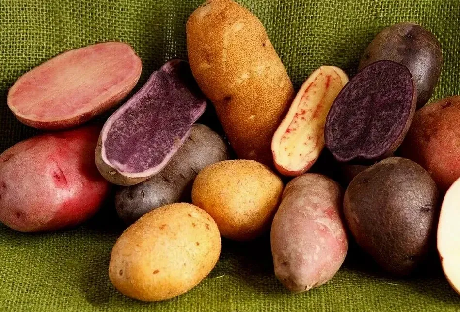 Organic Mixed Potato Tubers for Planting - 2 lbs Purple, Red, Yukon Gold, Russet - Image 1