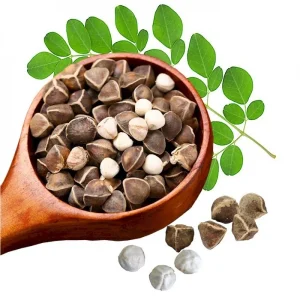 Organic Moringa Oleifera Drumstick Seeds Non-GMO - Easy to Grow - Image 3