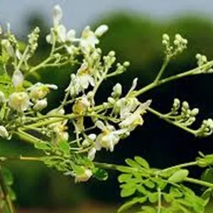 Organic Moringa Oleifera Live Plant – 4 Inch Pot – Edible Green - Image 2