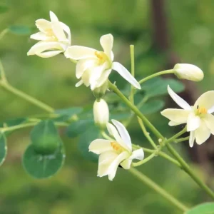 Organic Moringa Oleifera Live Plant – 4 Inch Pot – Edible Green - Image 3