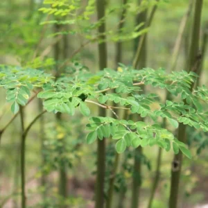 Organic Moringa Oleifera Live Plant – 4 Inch Pot – Edible Green - Image 4