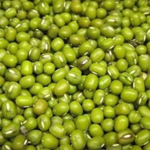 Organic Mung Bean Seeds - Non-GMO Sprouting & Garden Vegetable Seeds - Image 1