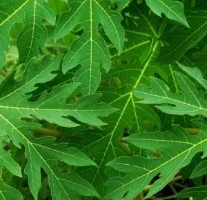 Organic Papaya Live Plant in Pot & Fresh Leaves 1/2 lb - Edible Fruit & Foliage - Image 2