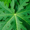 Organic Papaya Live Plant in Pot & Fresh Leaves 1/2 lb - Edible Fruit & Foliage - Image 1