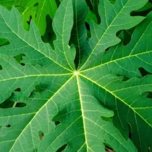 Organic Papaya Live Plant in Pot & Fresh Leaves 1/2 lb - Edible Fruit & Foliage - Image 1