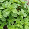 Organic Peppermint Mint Herb Seeds - 500+ Count, Non-GMO Heirloom Vegetable - Image 1