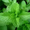 Organic Peppermint Seeds - Herb Gardening - Heirloom, Non-GMO, Open Pollinated - Image 1