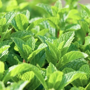 Organic Peppermint Seeds - Herb Gardening - Heirloom, Non-GMO, Open Pollinated - Image 2
