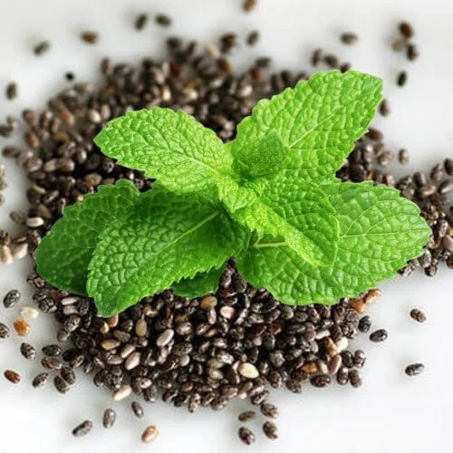 Organic Peppermint Seeds - Herb Gardening - Heirloom, Non-GMO, Open Pollinated - Image 3