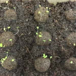 Organic Peppermint Seeds - Herb Gardening - Heirloom, Non-GMO, Open Pollinated - Image 5