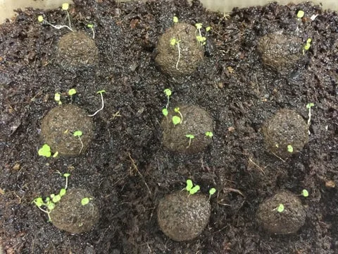 Organic Peppermint Seeds - Herb Gardening - Heirloom, Non-GMO, Open Pollinated - Image 5