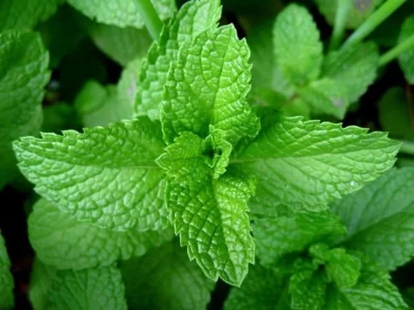 Organic Peppermint Seeds - Herb Gardening - Heirloom, Non-GMO, Open Pollinated - Image 1
