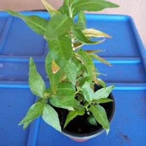 Organic Persicaria odorata Live Plant - Vietnamese Coriander (Rau Răm) Herb - Image 1