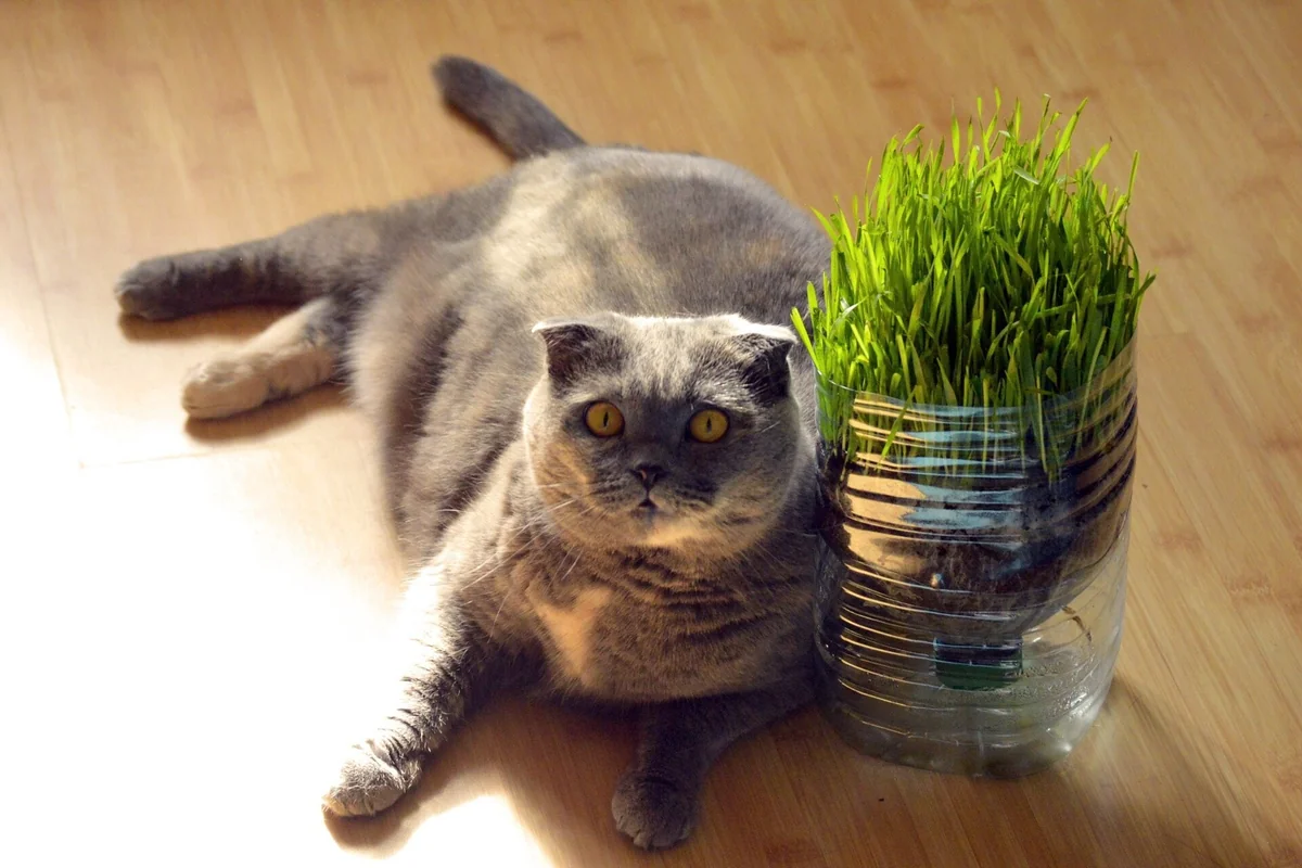 Organic Pet Grass Seeds - Wheatgrass, Barley, Oat & Rye Blend for Cats, Dogs, Rabbits - Image 2