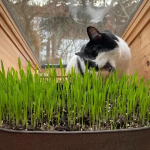 Organic Pet Grass Seeds - Wheatgrass, Barley, Oat & Rye Blend for Cats, Dogs, Rabbits - Image 3