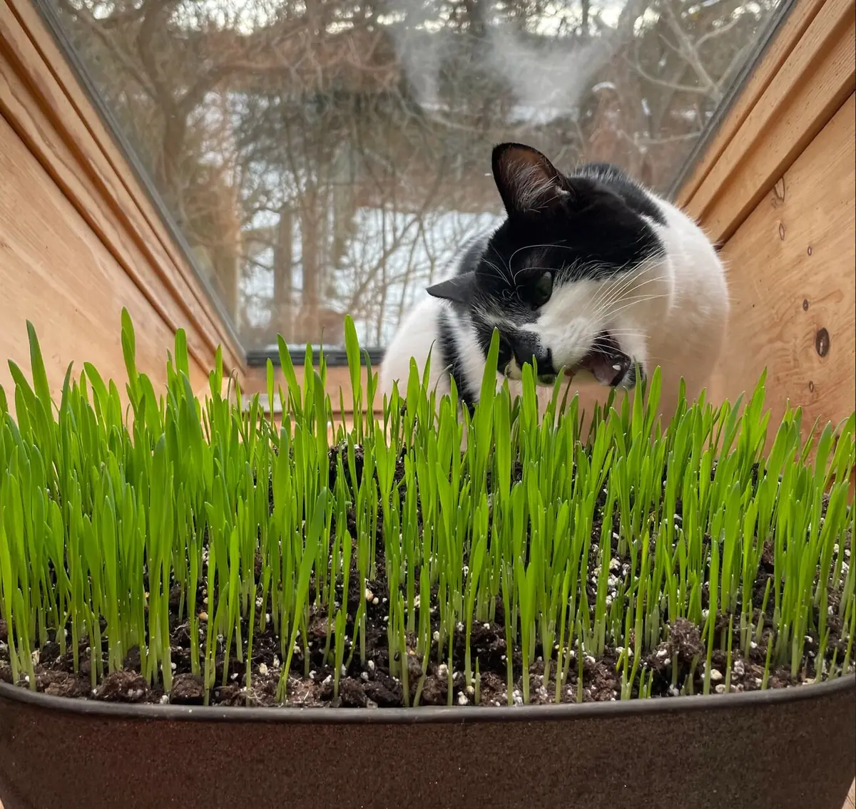 Organic Pet Grass Seeds - Wheatgrass, Barley, Oat & Rye Blend for Cats, Dogs, Rabbits - Image 3