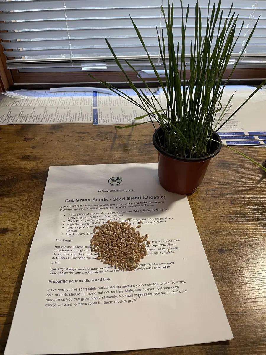 Organic Pet Grass Seeds - Wheatgrass, Barley, Oat & Rye Blend for Cats, Dogs, Rabbits - Image 5