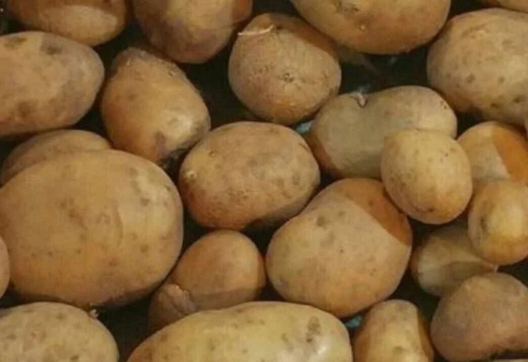 Organic Potato Seed Tubers Mix - Purple, Red, Yukon, Russet - 2 Pounds for Planting - Image 11